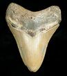 Megalodon Shark Tooth #4564-1